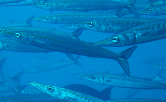 alex_mondanel_barracudas_cso